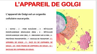 Comprendre lAppareil de Golgi et les Lysosomes Biologie Cellulaire  Partie 2 [upl. by Ranilopa368]