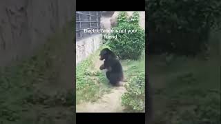 🐒 Why This Chimpanzee Cursed At The Electric Fence 😂 [upl. by Legyn727]