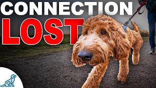 Struggling With Dog Pulling Fix Your Connection [upl. by Free]