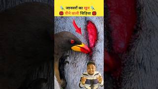 खून पीने वाली चिड़िया 🐦🩸👹 l Blood Drinking Birds l oxpeackerbirds shorts birdsfacts [upl. by Drogin]