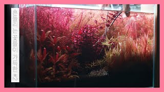 ENG 봄 맞이 대청소  흔들리는 꽃들이 가득한 정원 2  물멍  Plant trimming  Dutch Style Plant Aquarium 2  MulMung [upl. by Humfried927]