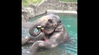 10000pound birthday boy celebrates his 15th birthday at the Oregon Zoo [upl. by Aig]