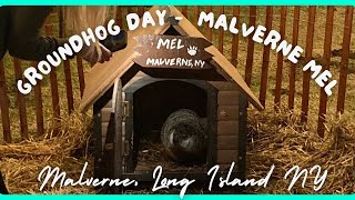 Malverne Mel  Groundhog Day 2024 Spring prediction [upl. by Aizek]