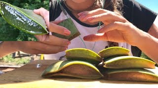 ASMR ALOE VERA CHALLENGE  SOFT STICKY CRUNCHY SOUNDS [upl. by Marylou]