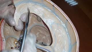 Anatomy  Meninges amp Dural Venous Sinus  Lab demo  Dr Yusuf [upl. by Nibla581]