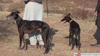 high quality hunting breed greyhound tazi dogs [upl. by Rusty]