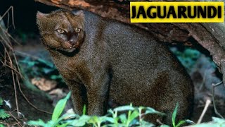 JAGUARUNDI [upl. by Aihsa239]