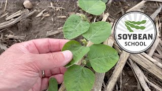 Soybean School How tissue testing can help feed yield [upl. by Costin184]