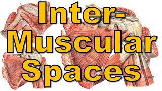 17 Intermuscular Spaces  Upper Limb  كلية الطب  مادة التشريح  A3  19 [upl. by Milah]