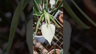 Hybride de brassavola🥰 businessflower showflorgesorchidgardeorchidées flores floresfleur [upl. by Jair236]