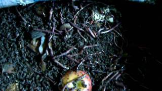 Composting Worms Eating Away On Fruit Waste  Terracycle Singapore [upl. by Droffats]