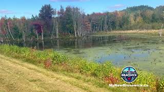 Beaver Pond Geary NB [upl. by Lemkul843]