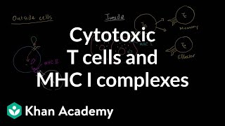 Cytotoxic T cells and MHC I complexes [upl. by Ellennahs378]