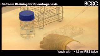 Safranin Staining for Chondrogenesis [upl. by Alyose]