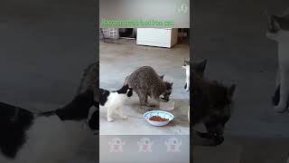 Raccoon steals food from cats shorts [upl. by Emina]