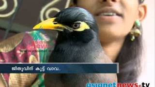 Mynah amazing bird that can imitate any sound ജീതുവിന്‌ കൂട്ട് വാവ [upl. by Midas]