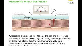 Types of Tissue Part 4 Nervous Tissue [upl. by Zeralda]