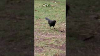 WhiteWinged Chough Bird Calls [upl. by Vial16]