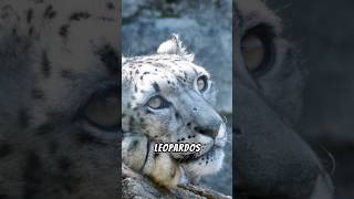 8 Curiosidades sobre El LEOPARDO DE LAS NIEVES snowleopard shortfeed [upl. by Radmen]