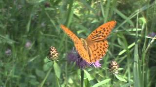 Perłowiec malinowiec Argynnis paphia [upl. by Nyliac133]