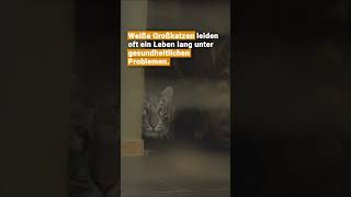 Tigerjungen brauchen unsere Hilfe  VIER PFOTEN [upl. by Anawat]