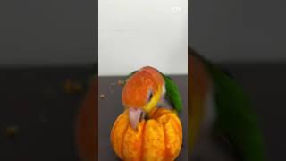 Is the pumpkin heavy enough to play with Golden headed Cake Cake parrot Long johns chicken Conf [upl. by Nnahgem]