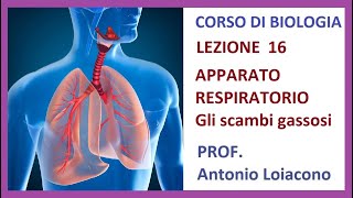 CORSO DI BIOLOGIA  Lezione 16  LAPPARATO RESPIRATORIO e gli scambi gassosi [upl. by Llibyc104]