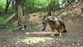 Squirrel Living Dangerously As Buzzard Learns To Hunt [upl. by Dde]