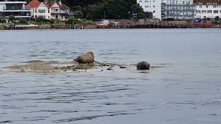 seals poole harbour dorset 140824 [upl. by Male]