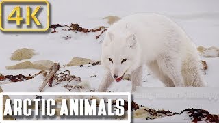 4K Pureness of Arctic Animals in Winter Storms Nature Relaxation Therapy 4K [upl. by Aicilev]