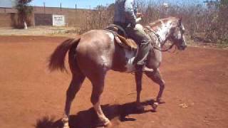 MAQUILAS DE CABALLOS EN RANCHO LA ALEGRIA DEGOLLADO JALISCO MEX [upl. by Artemahs188]