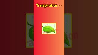 TRANSPIRATION [upl. by Aniv]