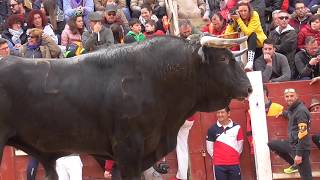 Toros Bravos Capea Ciudad Rodrigo 2019 [upl. by Herb]