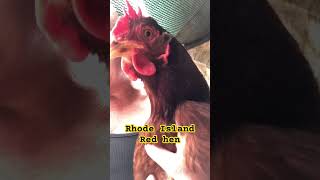 Our new Rhode Island Red hen [upl. by Nnek200]