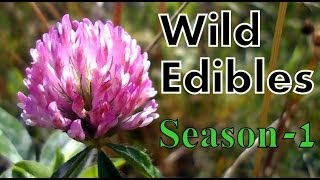 Wild Food Foraging Season 1 [upl. by Yenahteb]