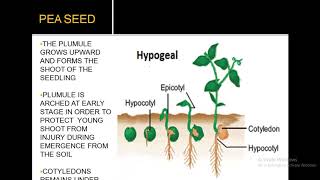 EPIGEAL AND HYPOGEAL GERMINATION [upl. by Edurtreg]