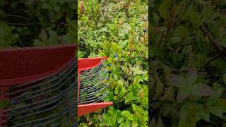 How to pick blueberries in Norway 🥰 [upl. by Anwat]