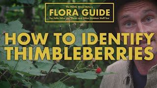 Thimbleberry  How to Identify Them  Nerdy About Nature Flora Guide [upl. by Lindgren]