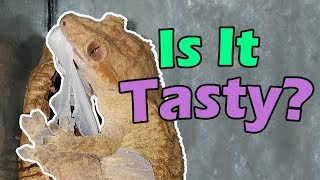 Why Geckos Eat Their Shed Skin [upl. by Gervais]