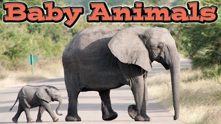 Cute Baby Animals  Kids Learning Videos [upl. by Zeugirdor]