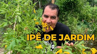 COMENDO IPÊDEJARDIM A PANC QUE VAI COLORIR SEU PRATO E SUA VIDA [upl. by Naujuj860]