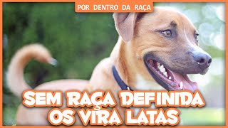 Adestramento Cão ViraLata [upl. by Aehcsrop858]