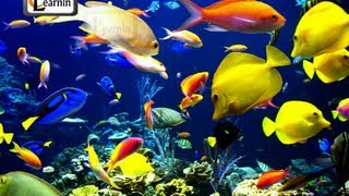 Underwater Breathing in Animals  Elementary Science [upl. by Yatnuahc578]