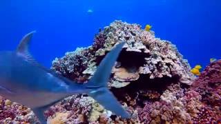 Molokini crater Maui snorkel [upl. by Atinid]