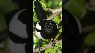 Magpies chirpy calls  UK bird sounds shorts [upl. by Leiruh]