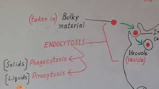 Endocytosis and Exocytosis Explained in Englush amp Urdu [upl. by Ydualc]