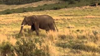 Elephant Calf walking on Gondwana Game Reserve [upl. by Oibirot]