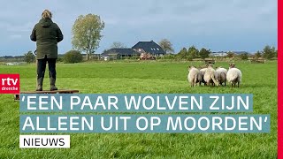 Eindelijk winst voor FC Emmen amp Zorg om wolf domineert tijdens wedstrijd schapendrijven  Drenthe Nu [upl. by Enail]