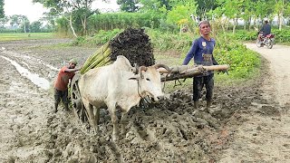 Bullock carriage cart accident with full load  Stuck with loaded jute [upl. by Llehcnom]