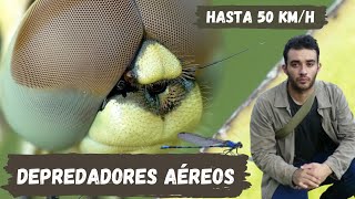 Libelulas los insectos más voraces  Su desaparicion es señal de alerta [upl. by Jazmin362]